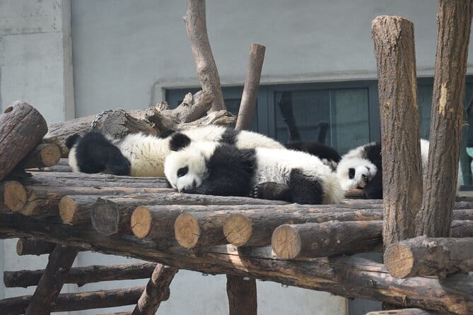 Half Day Tour to Xi'an Wild Panda Breeding and Protecting Center - Why Xi’an’s panda stop is worth considering