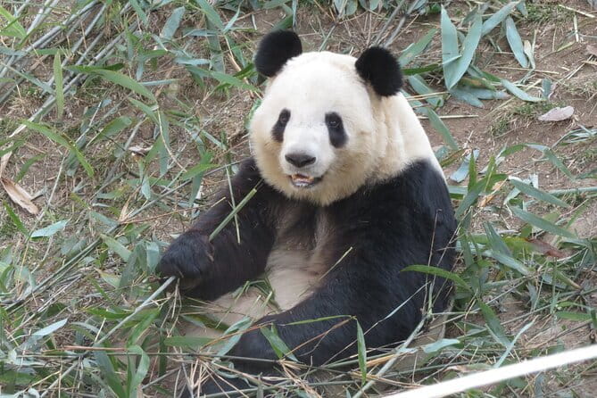 Half Day Tour to Xi'an Wild Panda Breeding and Protecting Center - Spending three hours with the pandas