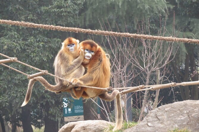 Half Day Tour to Xi'an Wild Panda Breeding and Protecting Center - Lunch and the feel of a private tour