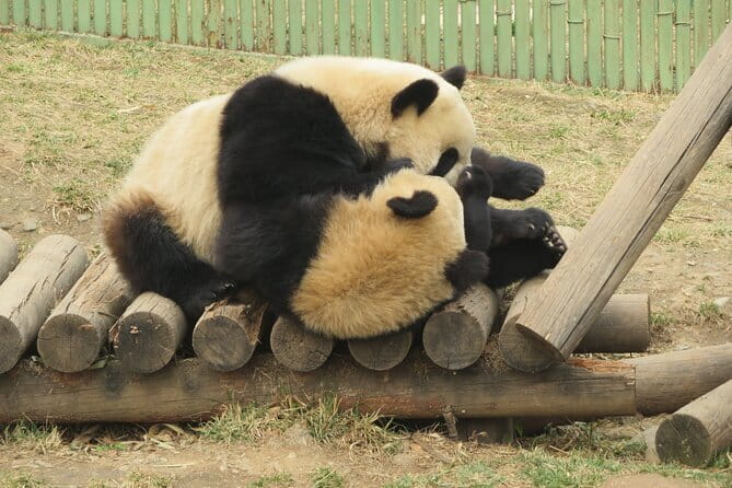 Half Day Tour to Xi'an Wild Panda Breeding and Protecting Center - The long ride to Qinling
