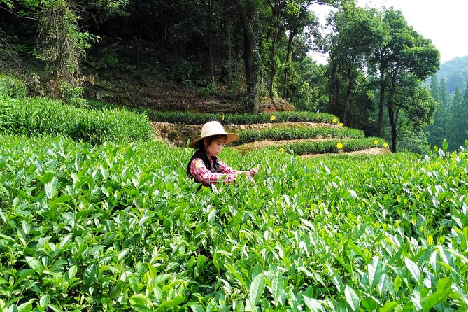 Hangzhou Private Customized Day Trip from Shanghai by Bullet Train - Feilai Peak and the limestone caves