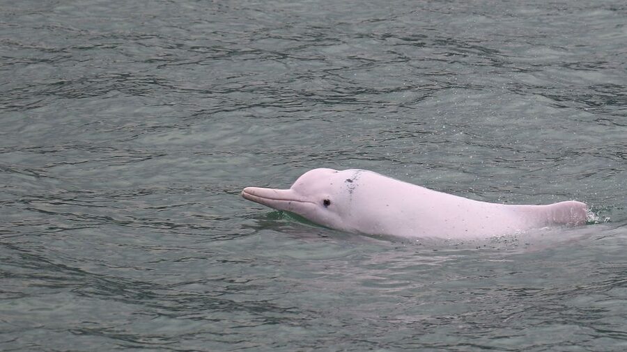 Hong Kong: Dolphin Cruise, Big Buddha & Lantau Island Tour - Why this Lantau Island tour works