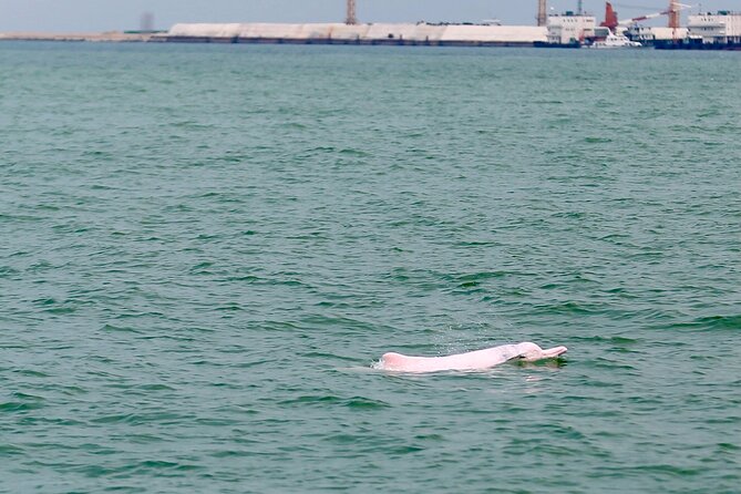 Hong Kong Dolphin Watch Tour - Crossing Lantau Island toward Tung Chung