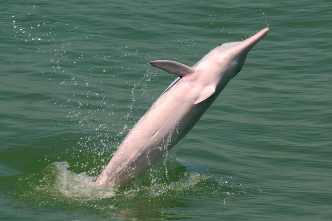 Hong Kong Dolphin Watch Tour - Returning through Tung Chung and Tsim Sha Tsui