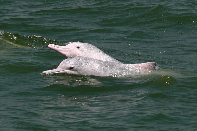 Hong Kong Dolphin Watch Tour - Is $102.34 a fair price?