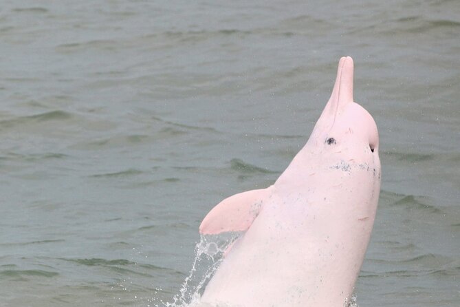 Hong Kong Dolphin Watch Tour - Two hours on the DolphinWatch boat near Tai O