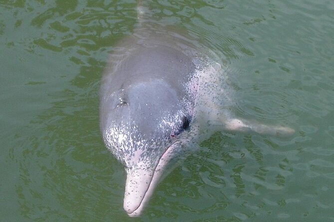 Lantau Island Tour: Big Buddha & Tai O Fishing Village - How much value do you get for $94.20?