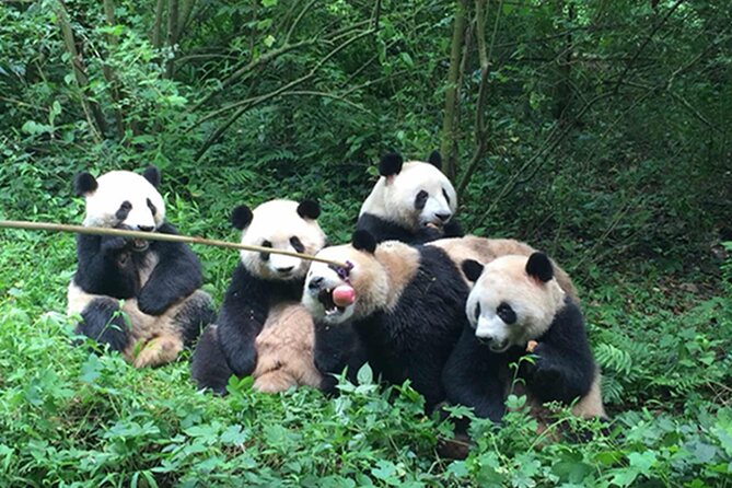 Leshan Buddha + Panda Base or Old Tea House Private Day Tour - Walking beside the world’s largest Buddha