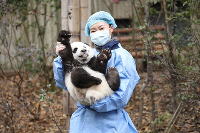 Leshan Buddha + Panda Base or Old Tea House Private Day Tour - Choosing the Panda Base morning