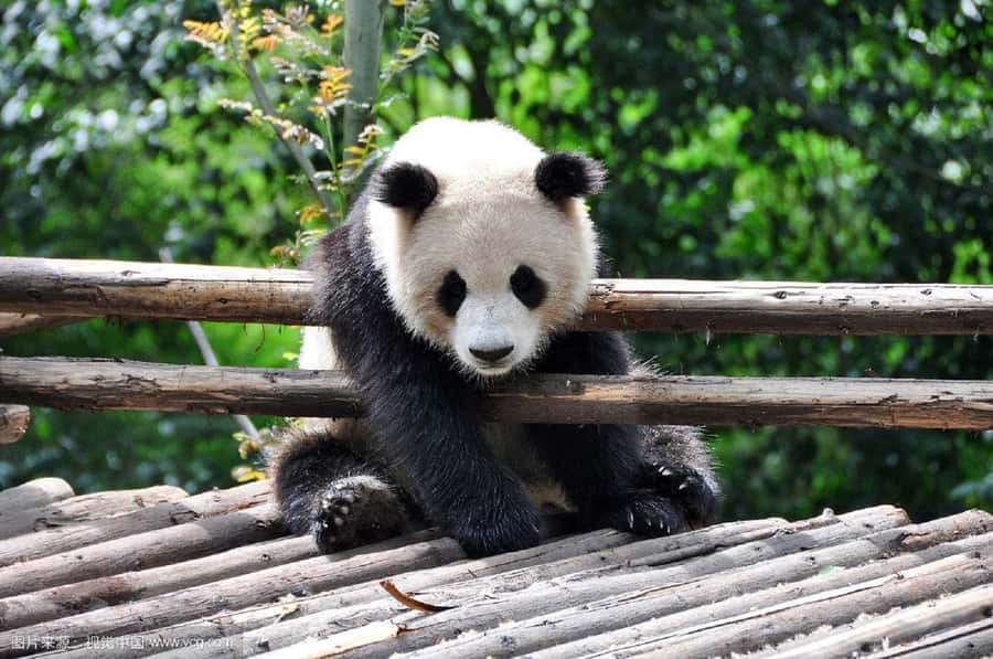Leshan Grand Buddha Scenic Area and Panda Park Day Tour - Why this Chengdu pairing works