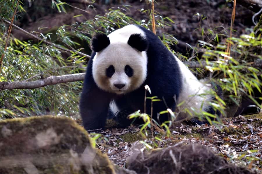 Leshan Grand Buddha Scenic Area and Panda Park Day Tour - Chengdu Panda Base: arrive early for the animals