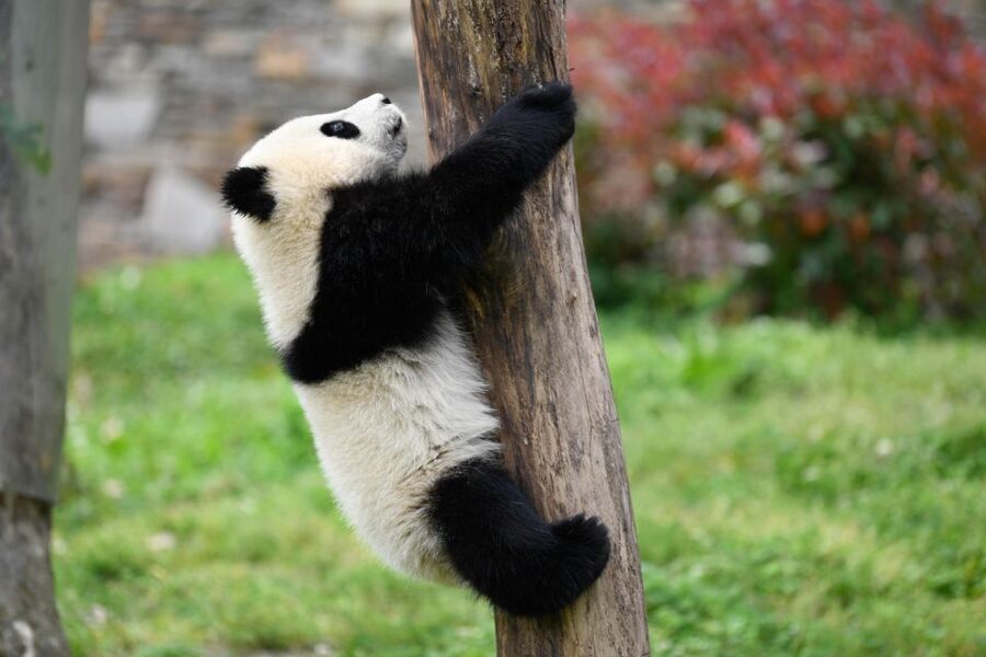 Leshan Grand Buddha Scenic Area and Panda Park Day Tour - The long road to Leshan