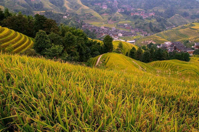 Longsheng Ethnic Minority & Rice Terraces Full-Day Tour - Walking the terraces requires real effort