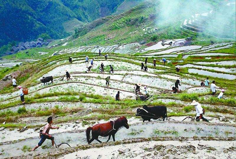 Longsheng Ethnic Minority & Rice Terraces Full-Day Tour - Should you book it?