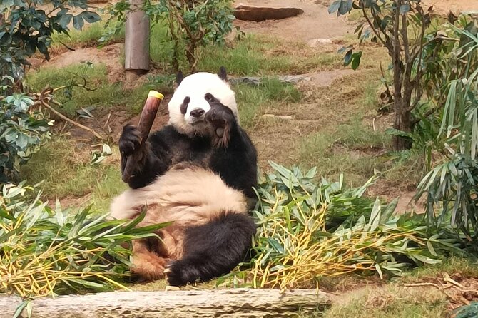 Ocean Park Full-Day Coach Tour with Hotel Pickup in Kowloon Area from Hong Kong - What your $73.75 buys at Ocean Park