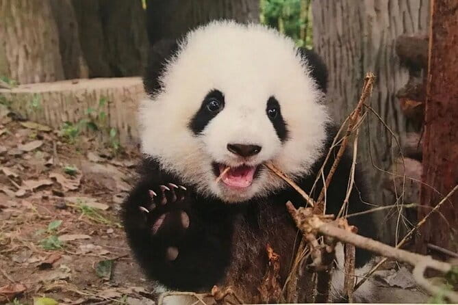 One Day Trip to Chengdu Panda Base and Leshan Buddha Tour - Why this pairing works so well