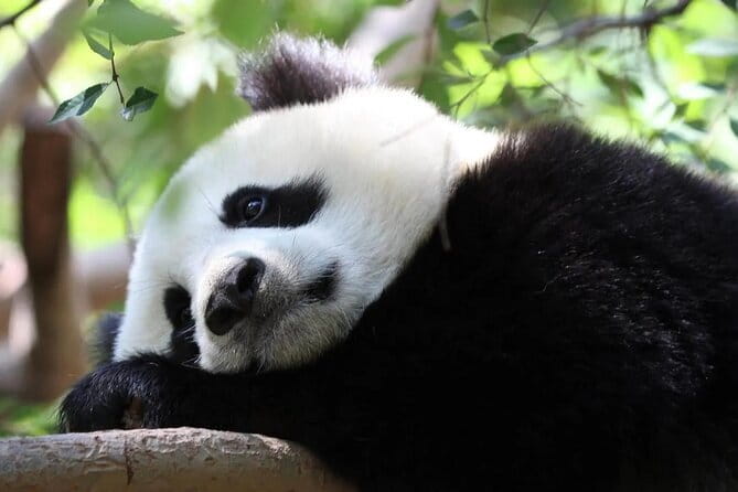 One Day Trip to Chengdu Panda Base and Leshan Buddha Tour - What the driver does, and what the driver does not do