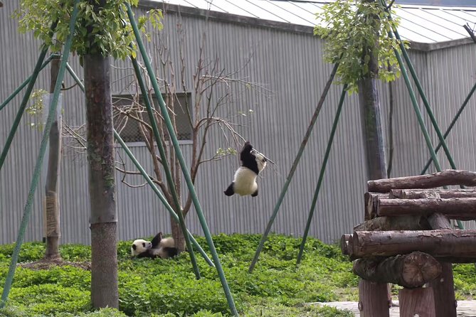 One Day Trip to Chengdu Panda Base and Leshan Buddha Tour - What to bring and confirm