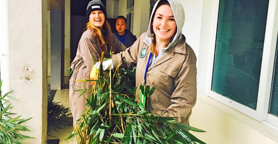 Panda Volunteer Project Day Trip(Wolong/Du Jiang Yan) - 13:00 to 14:30: panda film and panda cakes