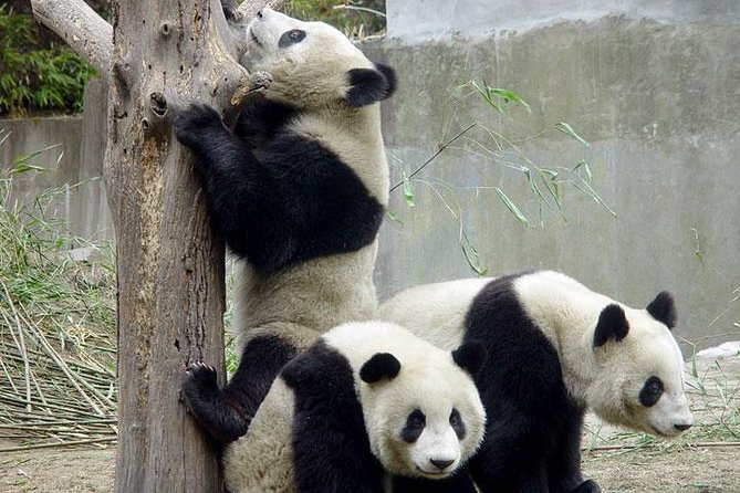 Private Chengdu Day Tour: Giant Pandas and Jinsha Site Museum - Why the 8:00 a.m. panda start matters