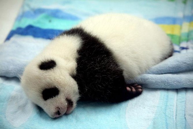 Private Chengdu Day Tour: Giant Pandas and Jinsha Site Museum - Kuanzhai Alley: old lanes with a modern edge