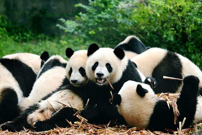 Private Chengdu Highlights Day Trip: Panda Base and City from Chongqing by Train - The Panda Base: the day’s main event