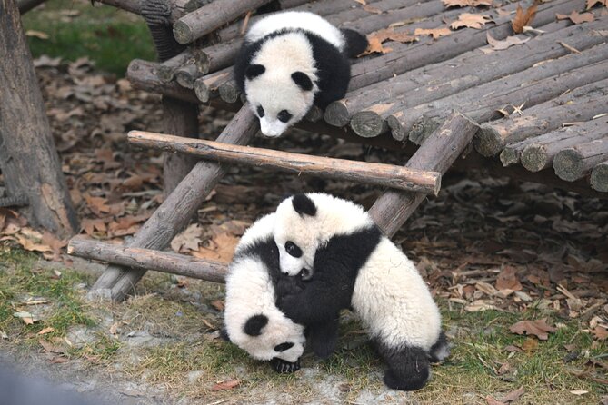 Private Chengdu Panda Base Tour with Hotel Pickup - Key points to know before booking
