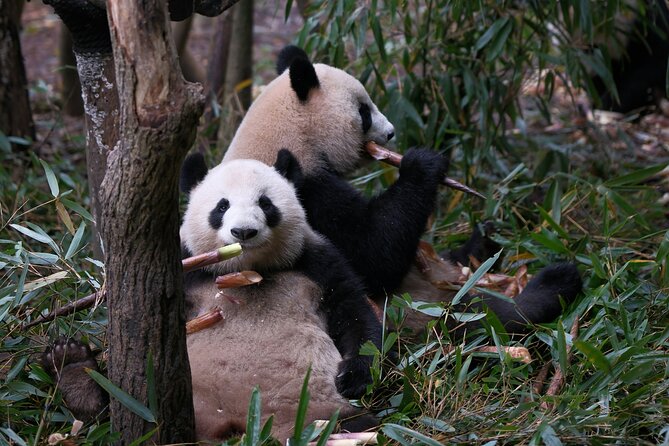 Private Chengdu Panda Base Tour with Hotel Pickup - Hotel pickup keeps the morning simple
