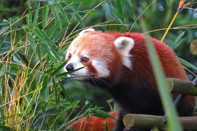 Private Chengdu Panda Base Tour with Hotel Pickup - The walking is real, so pace yourself
