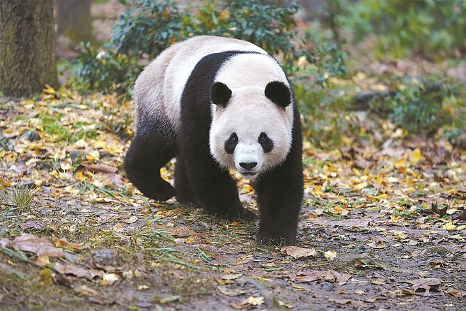 Private Chengdu Panda Base Tour with Hotel Pickup - Who will get the most from this tour