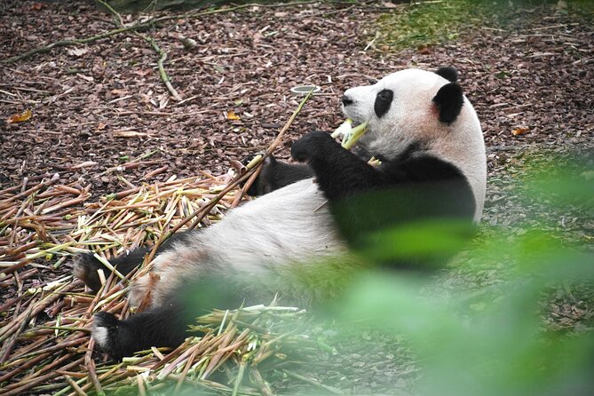 Private Chengdu Panda Base Tour with Hotel Pickup - Three hours among giant pandas, red pandas, and exhibits