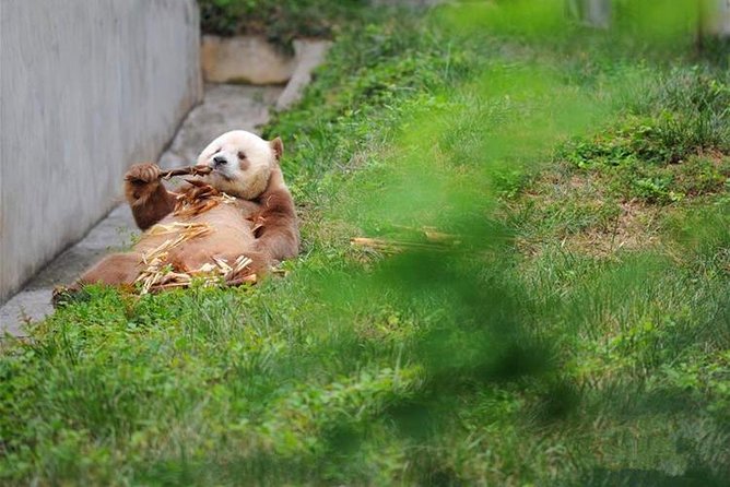 Private Day Tour:Xi'an Panda(QI ZAI) and Terracotta Warriors Museum - Two very different Xi’an highlights in one day