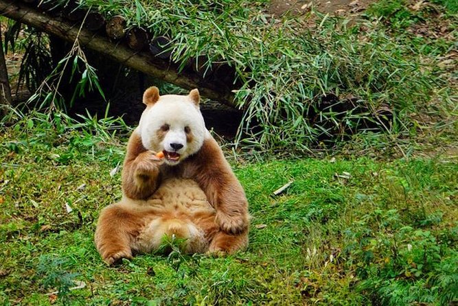 Private Day Tour:Xi'an Panda(QI ZAI) and Terracotta Warriors Museum - Why a private guide changes the museum visit