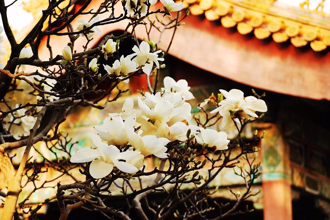 Private Flexible Beijing City In-Depth Walking Tour w/ Your Fancy - A private Beijing day built around your interests