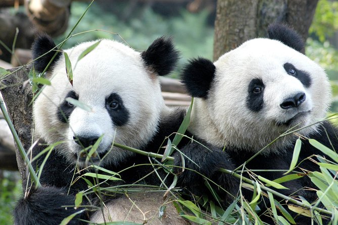 Private Half-Day Chengdu Panda Breeding Center Tour with Optional Volunteer - Key points to know before you book