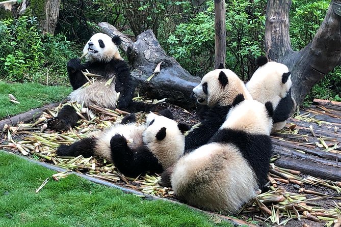 Private Half-Day Chengdu Panda Breeding Center Tour with Optional Volunteer - Is $87 per person good value?