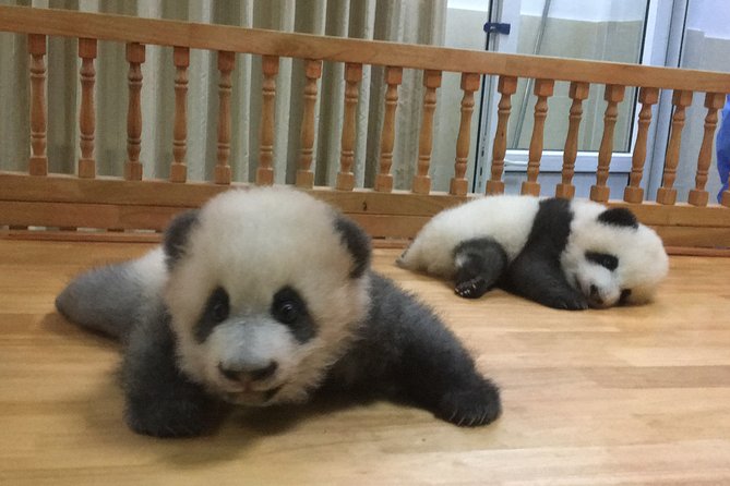 Private Half-Day Chengdu Panda Breeding Center Tour with Optional Volunteer - Chengdu base or Dujiangyan center?