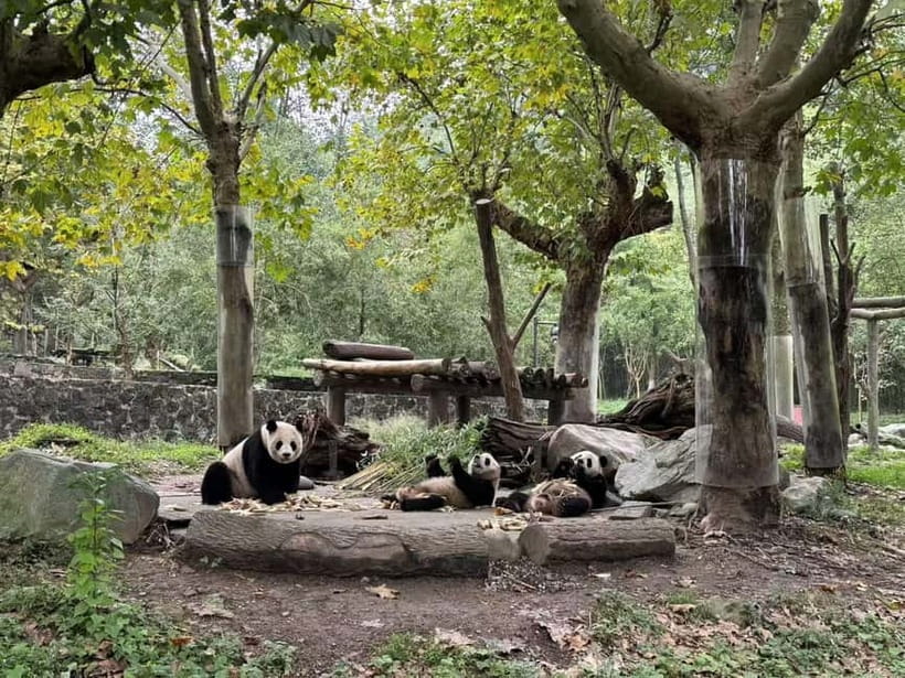 Private Half-Day Tour to Chengdu Panda Base - How to choose between the two bases