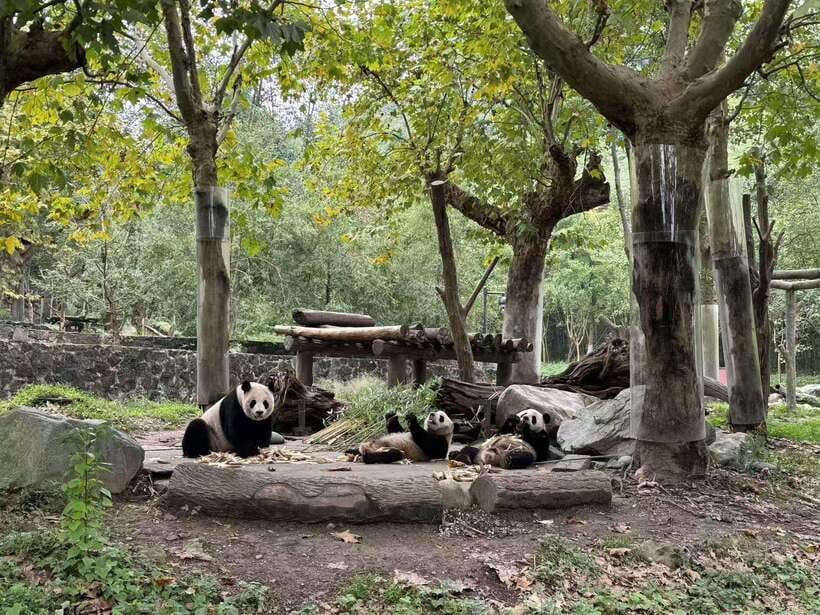 Private Half-Day Tour to Chengdu Panda Base - What I would pack and plan