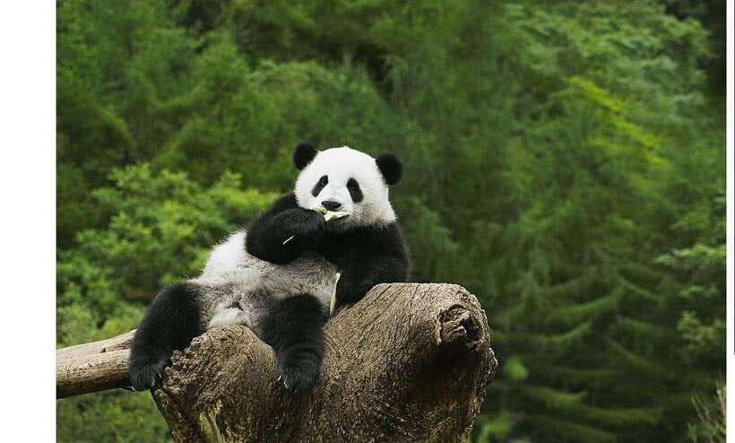 Private Half-Day Tour to Chengdu Panda Base - Seeing pandas before the crowds build