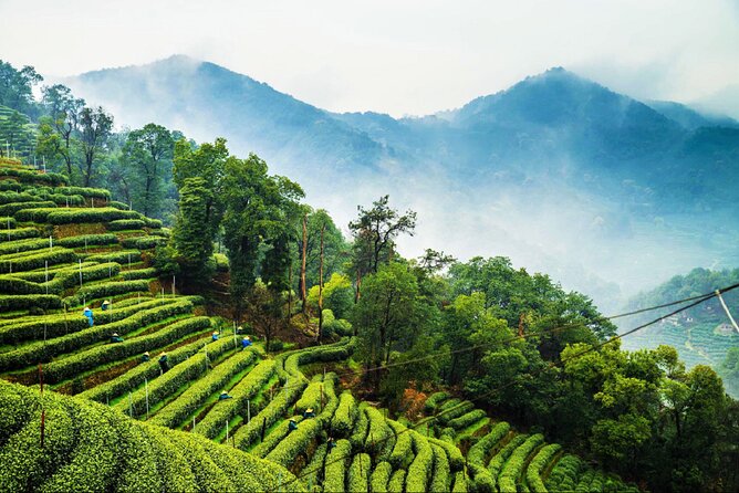 Private Hangzhou Day Tour from Shanghai by Bullet Train - What a private guide adds