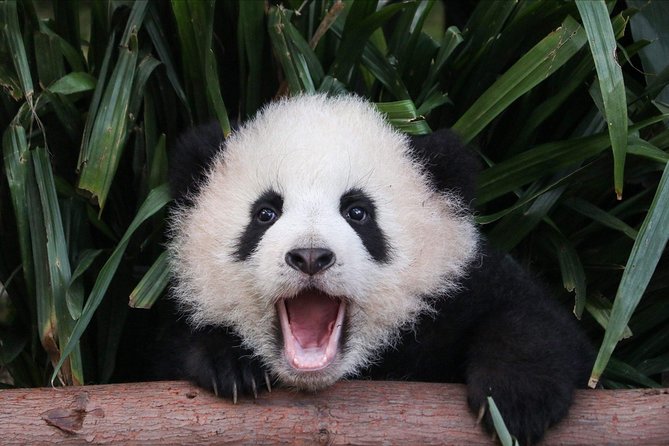 Private Panda Tour with Cooking Class One-day Trip - A full Chengdu day built around food and pandas