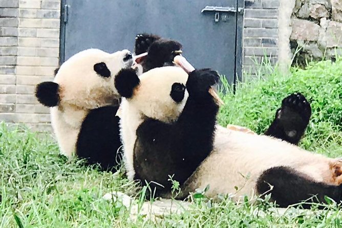 Private Panda Tour with Cooking Class One-day Trip - Morning at Chengdu Giant Panda Breeding Research Base
