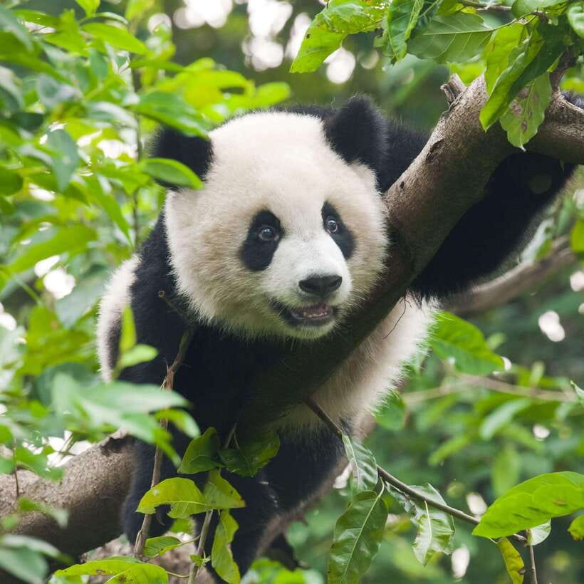 Private Tour: Discovering Pandas & the Majestic Giant Buddha - Guides, drivers, and the private format