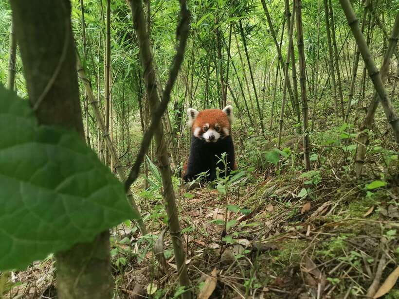 Private Tour: Discovering Pandas & the Majestic Giant Buddha - Who should book this private Chengdu tour?