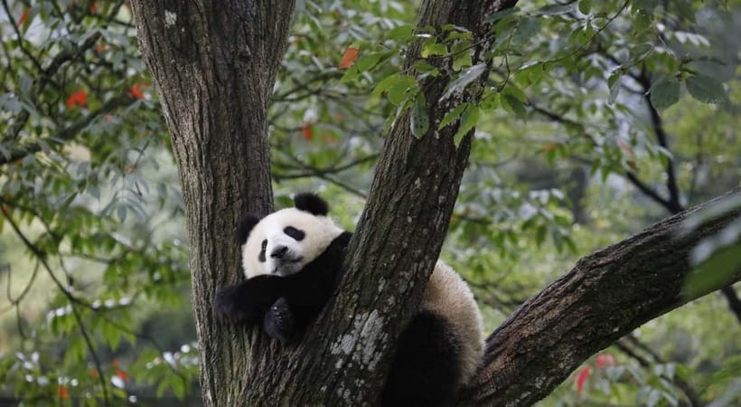 Private Tour: Discovering Pandas & the Majestic Giant Buddha - FAQ