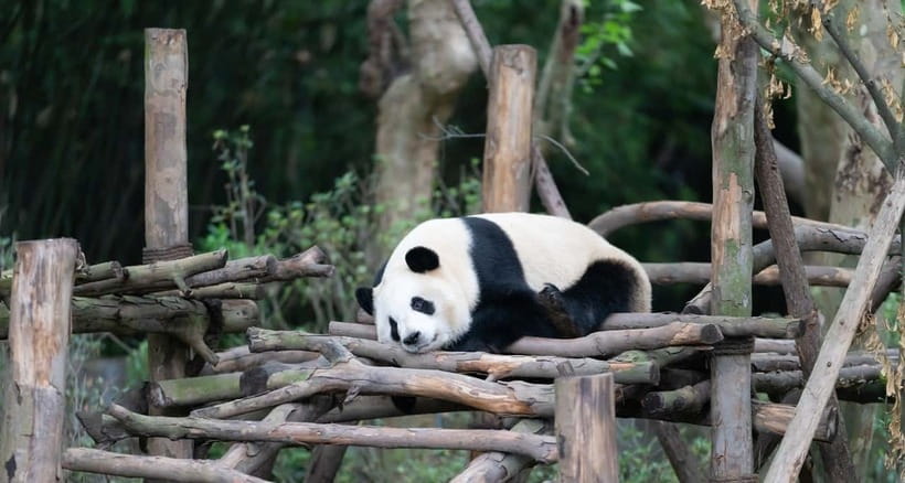 Private Tour: Discovering Pandas & the Majestic Giant Buddha - An early morning with Chengdu’s giant pandas