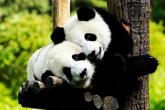 Private Zhujiajiao Water Town Tour with Shanghai Zoo and Panda - Shanghai Zoo and the fast route to the pandas