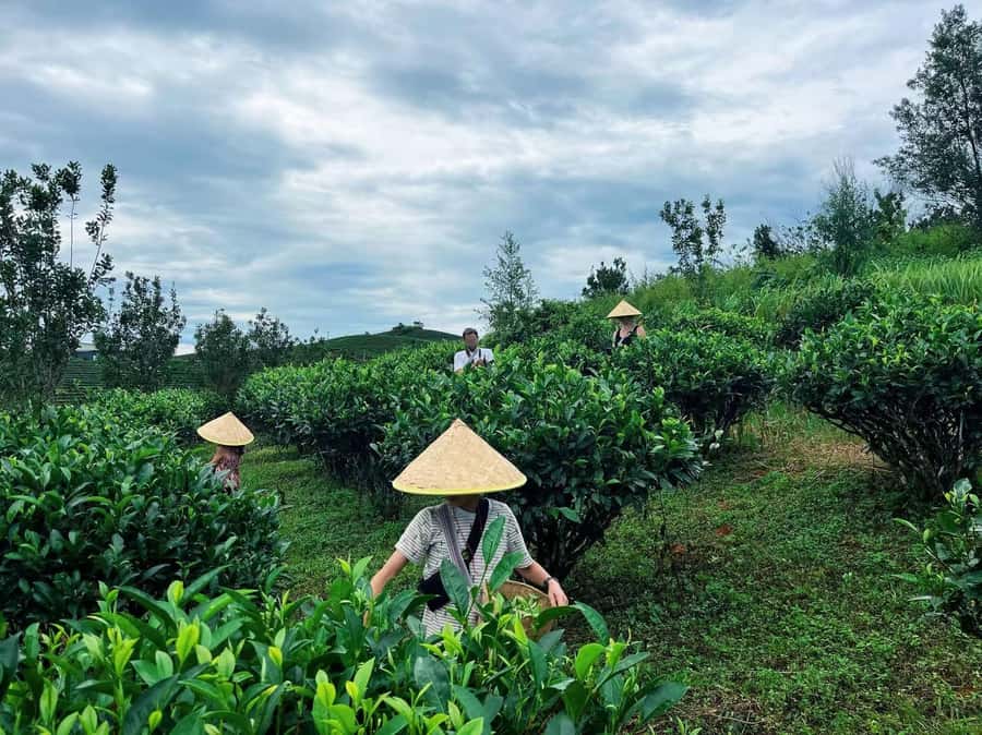 Puer Tea Picking and Tasting | 6 Hour Morning Trip - Walking the Pu’er tea fields