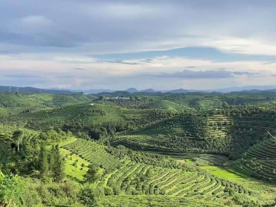 Puer Tea Picking and Tasting | 6 Hour Morning Trip - Tasting raw, aged, and red teas